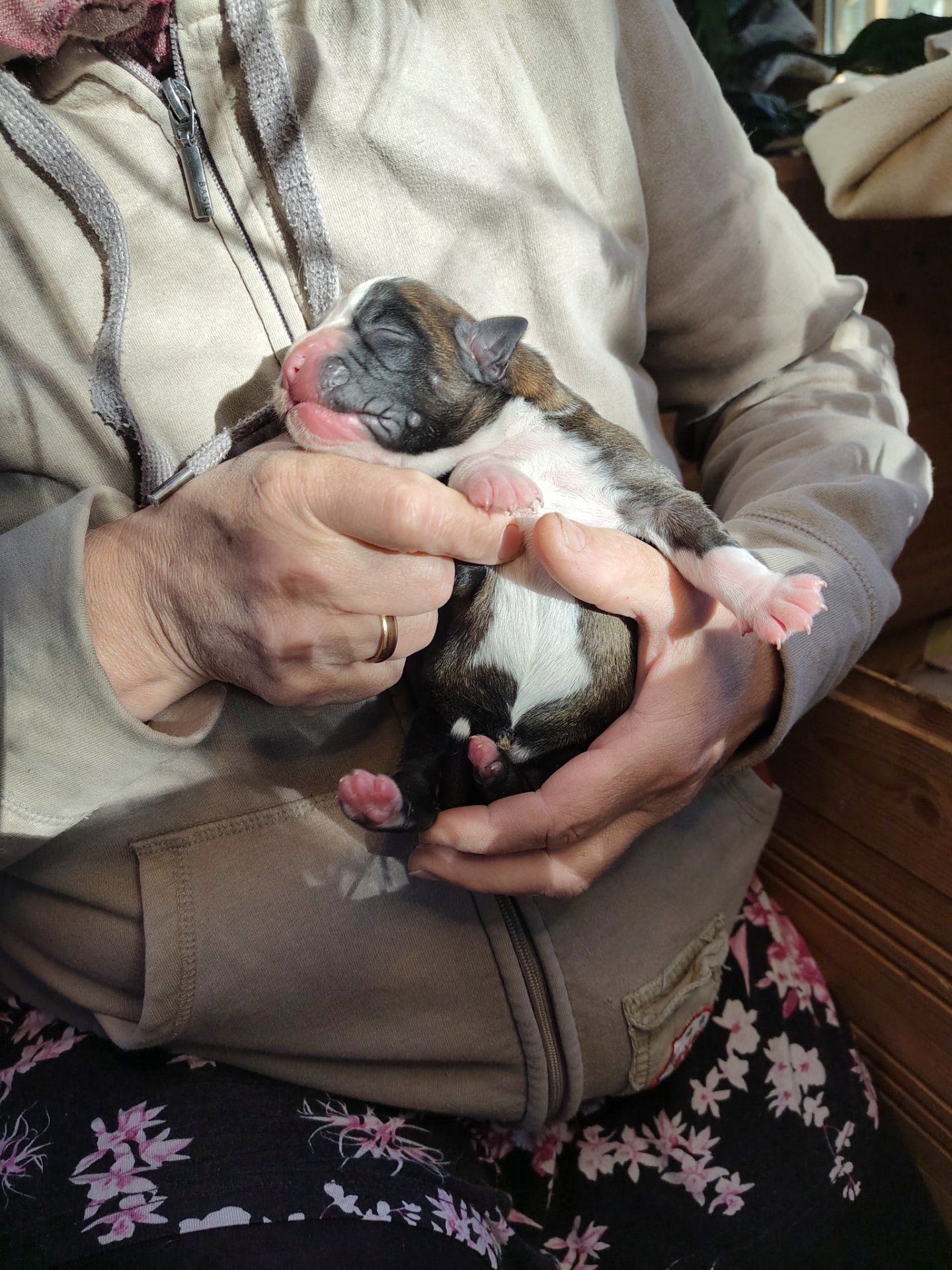 Kosmee