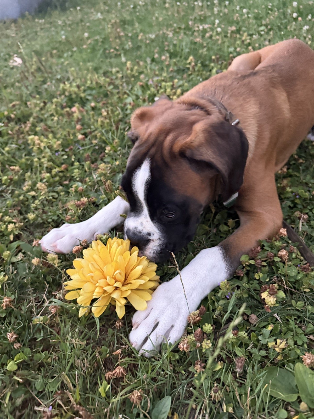 Chili 🥰