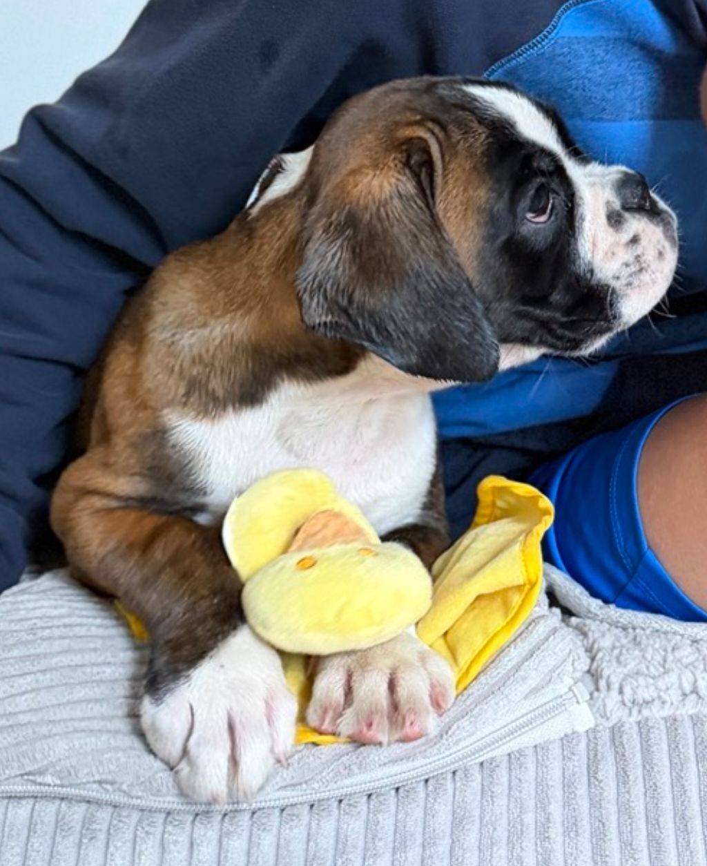 Charlie mit 9 Wochen 🥰