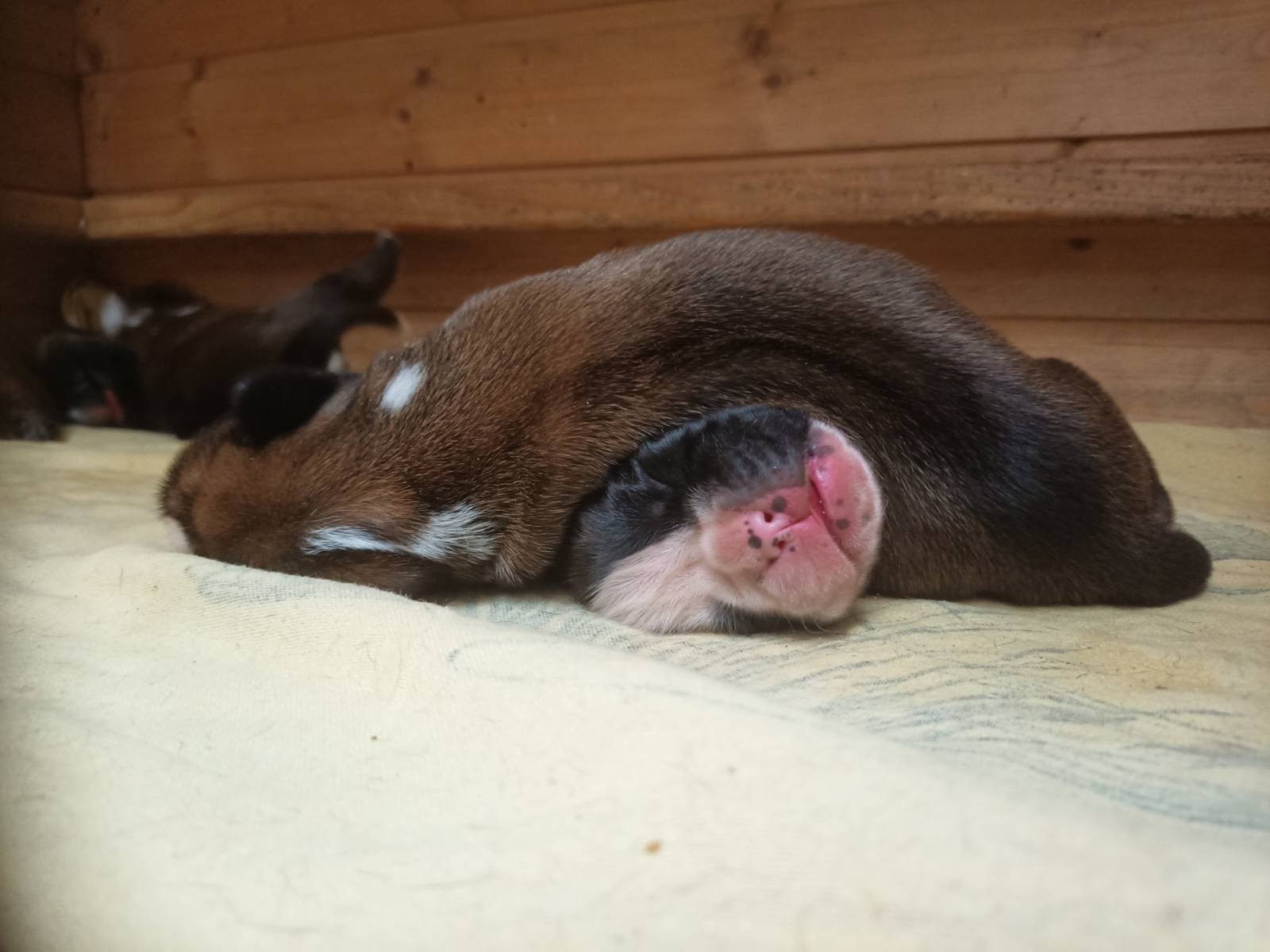Boxergemütlichkeit will schon früh geübt werden 😅